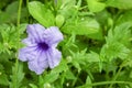 Purple ruellias flower bloom in the morning