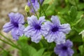 Purple ruellias flower bloom in the morning. Royalty Free Stock Photo