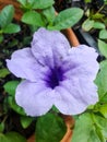 Purple ruellias flower