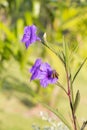 Purple ruellias flower Royalty Free Stock Photo