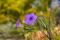 Purple ruellias flower