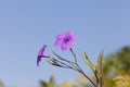 Purple ruellias flower