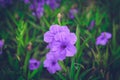 Purple ruellias flower in garden