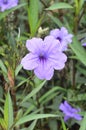 Purple ruellias flower in garden Royalty Free Stock Photo