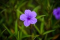 Purple ruellias flower in garden