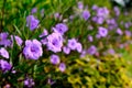 Purple ruellias flower in home garden