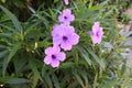 Purple Ruellias. It reflects the sunlight.