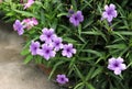 Purple Ruellias. Royalty Free Stock Photo