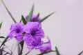 Purple Ruellias or Wild Petunias flowers with water drop on petal.