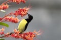 Purple rumped sunbird