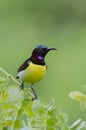 Purple-rumped sunbird Royalty Free Stock Photo