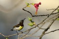 Purple-rumped sunbird indian small bird Royalty Free Stock Photo