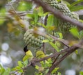 The purple-rumped sunbird