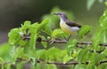 Bird with spider in the beack. The purple-rumped sunbird Royalty Free Stock Photo