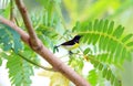 Purple-rumped Sunbird