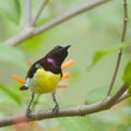 Purple-rumped Sunbird in Minneriya, Sri Lanka
