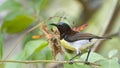 Purple-rumped Sunbird in Minneriya, Sri Lanka