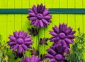 Purple rusted metal flowers against bright green wooden background - texture and gain - bright and bold