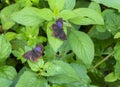 Purple Saffire Butterfly pair at Garo Hills,Meghalaya,India