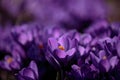 Purple saffron flower close up. Crocus flowers in the sunny garden with orange stigma Royalty Free Stock Photo