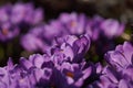 Purple saffron flower petals with orange stigma, close-up.Crocus flowers in a sunny garden. Royalty Free Stock Photo