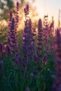 Purple Sage bush close up background Royalty Free Stock Photo