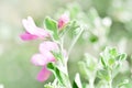 Purple Sage flower Royalty Free Stock Photo