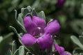 Purple Sage Flower Royalty Free Stock Photo