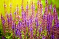 Purple sage flowers blossom close up, green grass, yellow sunlight blurred background, blooming violet salvia sunny morning field Royalty Free Stock Photo