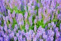 Purple sage flowers on green grass blurred background closeup, blooming violet salvia flower field, summer lavender landscape