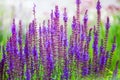 Purple sage flowers on green grass blurred bokeh background closeup, blooming violet salvia field