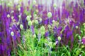 Purple sage flowers and green grass blurred bokeh background closeup, blooming violet salvia field, summer lavender landscape Royalty Free Stock Photo