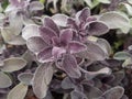 Purple sage herbs salvia Royalty Free Stock Photo