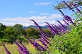 Purple sage and landscape of Kamo riverside Kyoto Japan