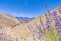 Purple sage lavender flower canyon mountain valley desert