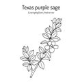 Purple Sage Leucophyllum frutescens , Official State Native Shrub of Texas.