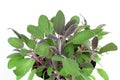 Purple Sage Plant