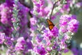 Purple Sage Queen Butterfly Royalty Free Stock Photo