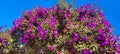 Purple sage Royalty Free Stock Photo