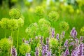 Purple sage and yellow allium flowers on green grass blurred background closeup, blooming violet salvia and decorative dandelions