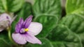 Purple saintpaulia violet flower on background of green leaves close-up Royalty Free Stock Photo