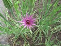 Purple salsify, Tragopogon porrifolius Royalty Free Stock Photo