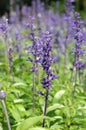 Purple Salvia