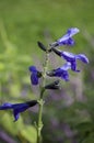 Purple Salvia (Costa Rican Blue)