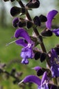 Purple salvia pratensis flower close up on blurred background Royalty Free Stock Photo