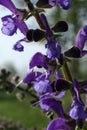 Purple salvia pratensis flower close up on blurred background Royalty Free Stock Photo