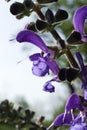 Purple salvia pratensis flower close up on blurred background Royalty Free Stock Photo
