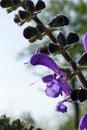 Purple salvia pratensis flower close up on blurred background Royalty Free Stock Photo