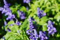 Purple Salvia spiky lavender blooming in field