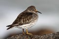 Purple Sandpiper Royalty Free Stock Photo
